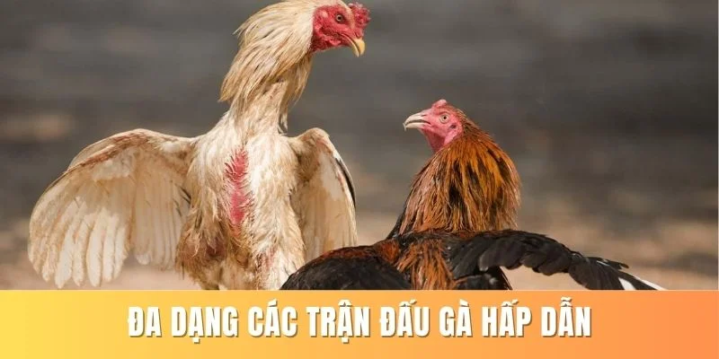 Đa dạng các sự kiện đá gà chất lượng