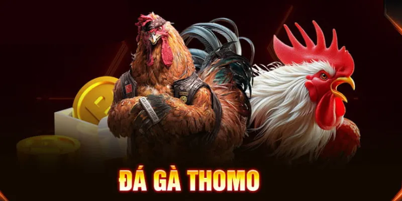 Đá gà Thomo 23WIN