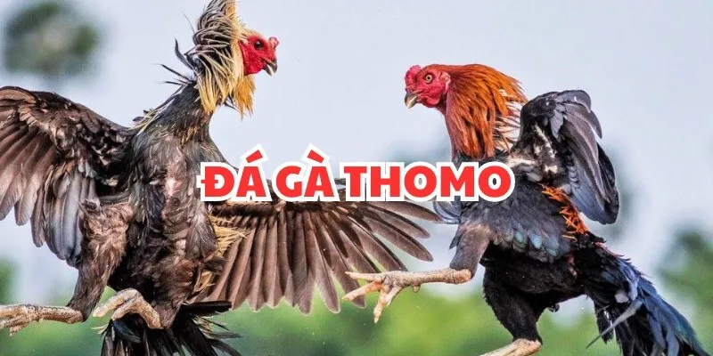 Cựa sắt giúp tăng sức mạnh đáng kể cho những chiến kê