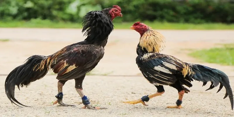 Cuộc so tài có thể kết thúc nhanh hơn tùy theo khả năng của đấu sĩ