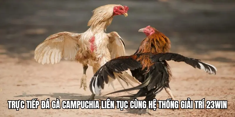 Trực tiếp đá gà Campuchia liên tục cùng hệ thống giải trí 23win
