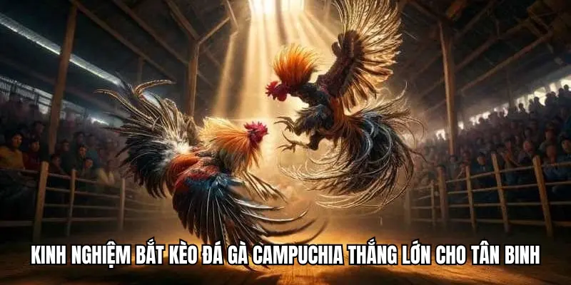 Kinh nghiệm bắt kèo đá gà Campuchia thắng lớn cho tân binh