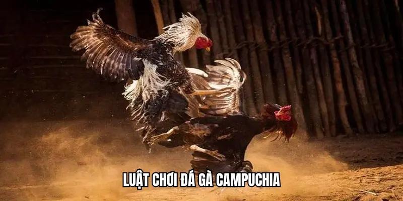 Luật chơi đá gà Campuchia