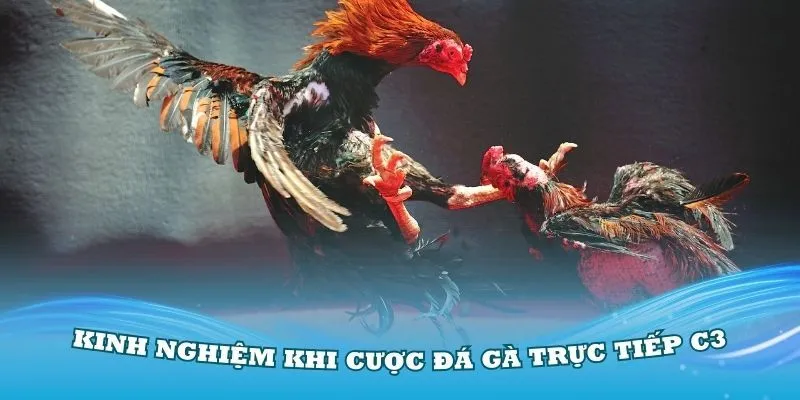 Một số kèo quen thuộc trong đá gà C3 trên 23Win