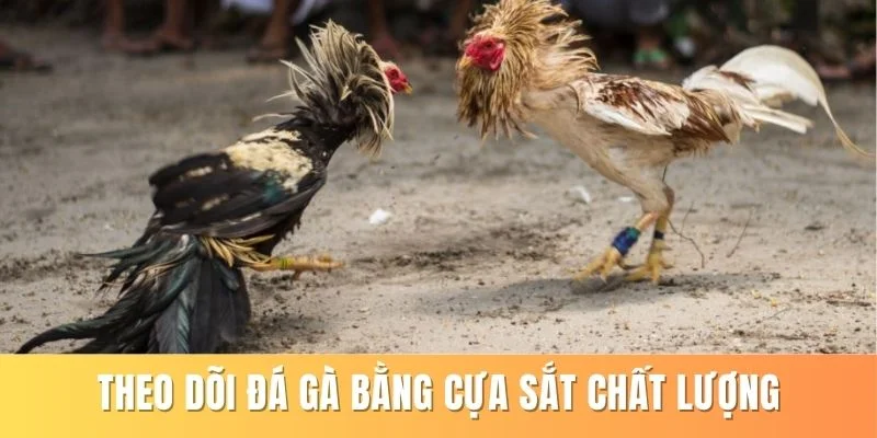 Theo dõi đá gà bằng cựa sắt chất lượng