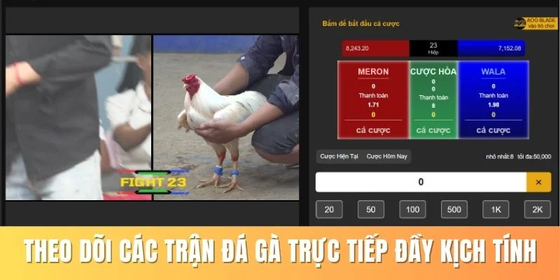 Theo dõi đá gà trực tiếp hấp dẫn, kịch tính