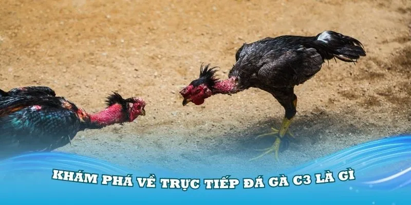 Điểm qua các thông tin cơ bản về giải đấu chọi kê C3