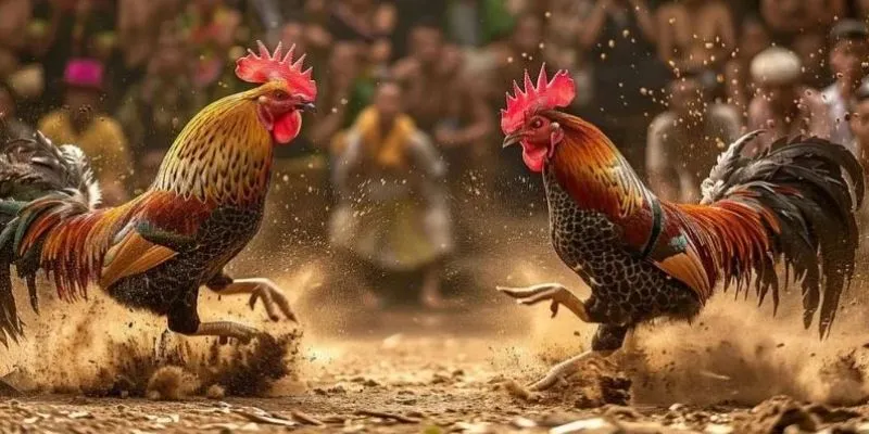 Điểm nổi trội khi tham gia đá gà C3 trên 23Win